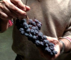 Franco Tomassi Dry Grapes
