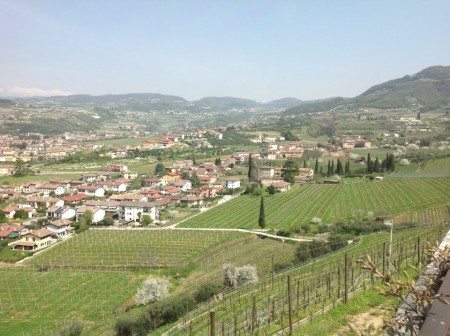 Quintarelli vineyard